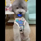 Automatische interactieve hondenbal